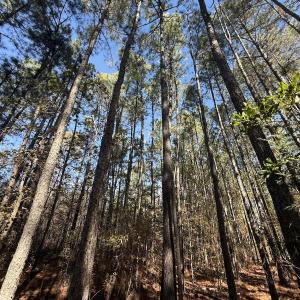 Photo #2 of Off T Tarpey Ln, Sanford, NC 12.6 acres