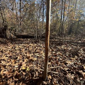 Photo #26 of Off T Tarpey Ln, Sanford, NC 12.6 acres