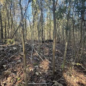 Photo #27 of Off T Tarpey Ln, Sanford, NC 12.6 acres