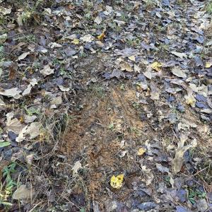 Photo #28 of Off T Tarpey Ln, Sanford, NC 12.6 acres