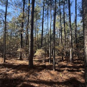 Photo #29 of Off T Tarpey Ln, Sanford, NC 12.6 acres