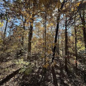 Photo #3 of Off T Tarpey Ln, Sanford, NC 12.6 acres