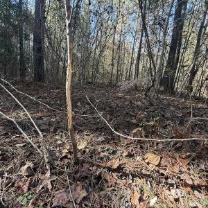 Photo #30 of Off T Tarpey Ln, Sanford, NC 12.6 acres