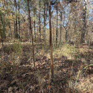 Photo #31 of Off T Tarpey Ln, Sanford, NC 12.6 acres