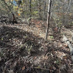 Photo #33 of Off T Tarpey Ln, Sanford, NC 12.6 acres