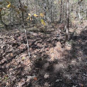 Photo #34 of Off T Tarpey Ln, Sanford, NC 12.6 acres