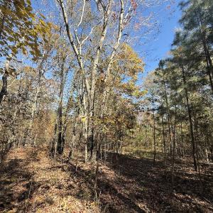 Photo #37 of Off T Tarpey Ln, Sanford, NC 12.6 acres