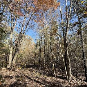 Photo #38 of Off T Tarpey Ln, Sanford, NC 12.6 acres