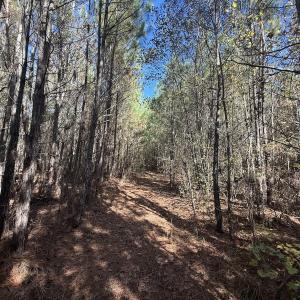 Photo #4 of Off T Tarpey Ln, Sanford, NC 12.6 acres