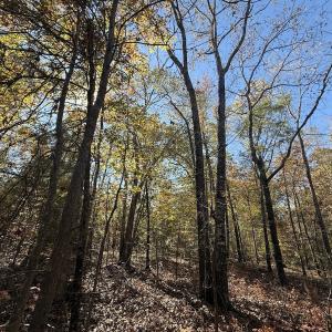 Photo #5 of Off T Tarpey Ln, Sanford, NC 12.6 acres