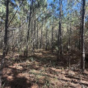 Photo #8 of Off T Tarpey Ln, Sanford, NC 12.6 acres