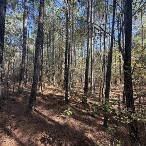 Photo #9 of Off T Tarpey Ln, Sanford, NC 12.6 acres