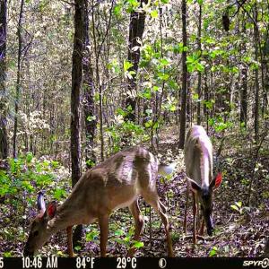 Photo #11 of Off Jesse Smith Rd, Laurel Hill, NC 22.5 acres