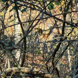 Photo #14 of Off Jesse Smith Rd, Laurel Hill, NC 22.5 acres