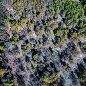 Photo #15 of Off Jesse Smith Rd, Laurel Hill, NC 22.5 acres