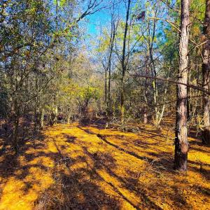 Photo #17 of Off Jesse Smith Rd, Laurel Hill, NC 22.5 acres
