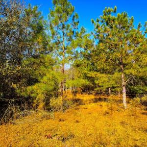 Photo #18 of Off Jesse Smith Rd, Laurel Hill, NC 22.5 acres