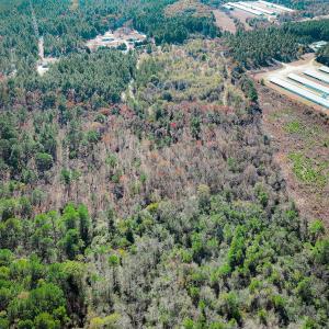 Photo #20 of Off Jesse Smith Rd, Laurel Hill, NC 22.5 acres