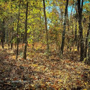 Photo #21 of Off Jesse Smith Rd, Laurel Hill, NC 22.5 acres