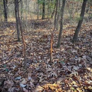 Photo #22 of Off Jesse Smith Rd, Laurel Hill, NC 22.5 acres