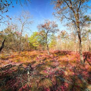 Photo #24 of Off Jesse Smith Rd, Laurel Hill, NC 22.5 acres