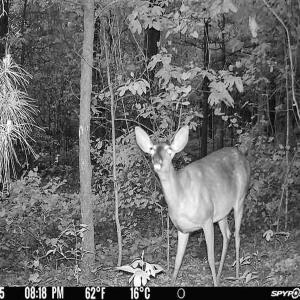 Photo #25 of Off Jesse Smith Rd, Laurel Hill, NC 22.5 acres