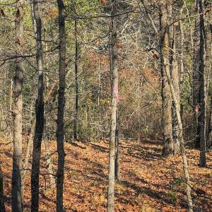 Photo #28 of Off Jesse Smith Rd, Laurel Hill, NC 22.5 acres