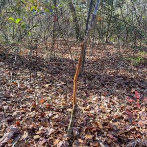 Photo #34 of Off Jesse Smith Rd, Laurel Hill, NC 22.5 acres