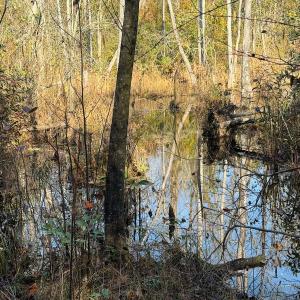 Photo #35 of Off Jesse Smith Rd, Laurel Hill, NC 22.5 acres