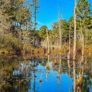 Photo #38 of Off Jesse Smith Rd, Laurel Hill, NC 22.5 acres