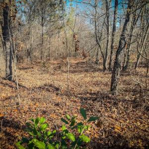 Photo #42 of Off Jesse Smith Rd, Laurel Hill, NC 22.5 acres