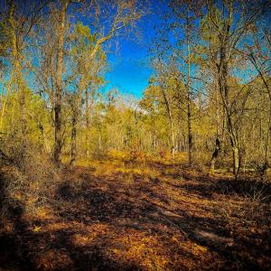 Photo #46 of Off Jesse Smith Rd, Laurel Hill, NC 22.5 acres