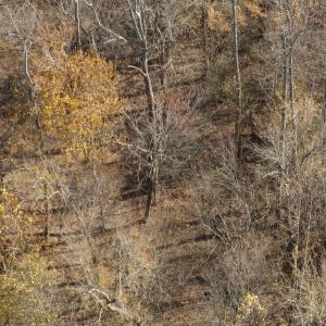 Photo #17 of  Off Beulah Road, Rocky Mount , VA 33.4 acres