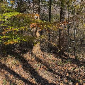 Photo #62 of  Off Beulah Road, Rocky Mount , VA 33.4 acres