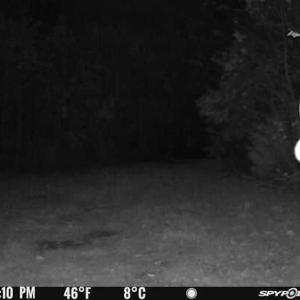 Photo #89 of  Off Beulah Road, Rocky Mount , VA 33.4 acres