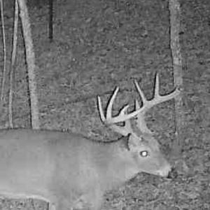 Photo #90 of  Off Beulah Road, Rocky Mount , VA 33.4 acres