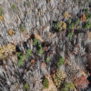 Photo #27 of Off Stone Drive, Roxboro, NC 40.8 acres