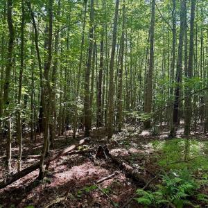 Photo #66 of Off Stone Drive, Roxboro, NC 40.8 acres