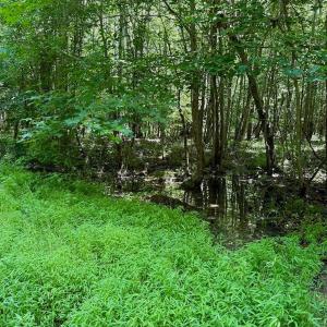 Photo #78 of Off Stone Drive, Roxboro, NC 40.8 acres