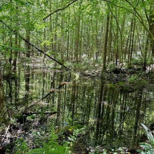 Photo #80 of Off Stone Drive, Roxboro, NC 40.8 acres