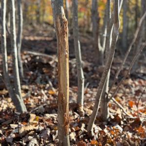 Photo #12 of Off Beulah Road, Rocky Mount, VA 18.3 acres