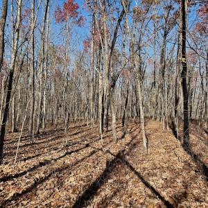 Photo #11 of Off Lemon Ridge Lane, Appomattox, VA 9.2 acres