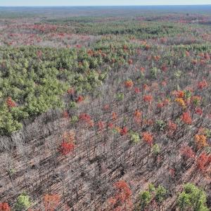 Photo #12 of Off Lemon Ridge Lane, Appomattox, VA 9.2 acres