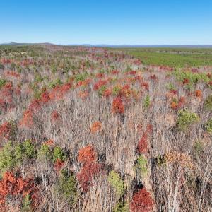 Photo #1 of Off Lemon Ridge Lane, Appomattox, VA 9.2 acres