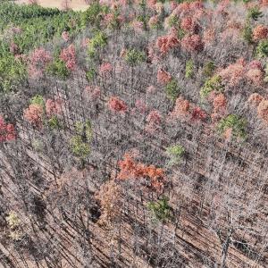 Photo #4 of Off Lemon Ridge Lane, Appomattox, VA 9.2 acres