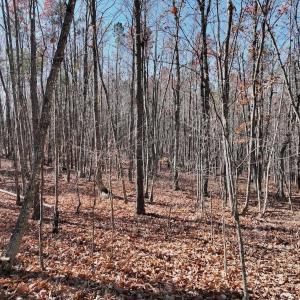 Photo #17 of Off Lemon Ridge Lane, Appomattox, VA 9.2 acres