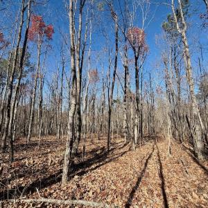 Photo #23 of Off Lemon Ridge Lane, Appomattox, VA 9.2 acres