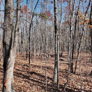 Photo #19 of Off Lemon Ridge Lane, Appomattox, VA 9.2 acres