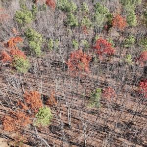 Photo #20 of Off Lemon Ridge Lane, Appomattox, VA 9.2 acres