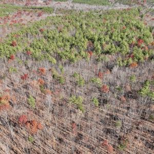 Photo #28 of Off Lemon Ridge Lane, Appomattox, VA 9.2 acres